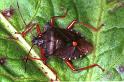Pentatoma_rufipes_RF0748_Z_84_Les Gris_Frankrijk